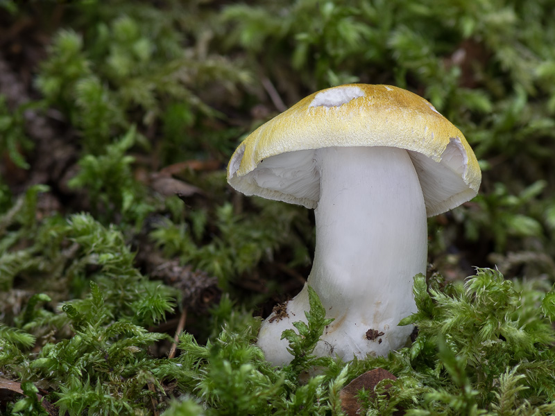 Tricholoma arvernense